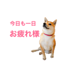 柴犬あん part2（個別スタンプ：5）