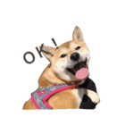 柴犬あん part2（個別スタンプ：9）