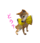 柴犬あん part2（個別スタンプ：10）