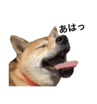 柴犬あん part2（個別スタンプ：11）