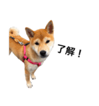 柴犬あん part2（個別スタンプ：14）