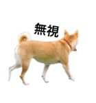 柴犬あん part2（個別スタンプ：15）