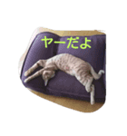 ウチの可愛い猫ちゃんです！使ってください（個別スタンプ：3）