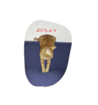 ウチの可愛い猫ちゃんです！使ってください（個別スタンプ：4）