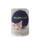 ウチの可愛い猫ちゃんです！使ってください（個別スタンプ：5）