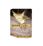ウチの可愛い猫ちゃんです！使ってください（個別スタンプ：6）