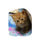 ウチの可愛い猫ちゃんです！使ってください（個別スタンプ：7）