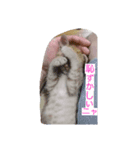 ウチの可愛い猫ちゃんです！使ってください（個別スタンプ：8）