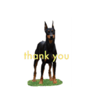 german-pinscher（個別スタンプ：1）
