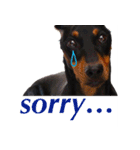 german-pinscher（個別スタンプ：2）