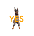 german-pinscher（個別スタンプ：3）