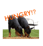 german-pinscher（個別スタンプ：5）