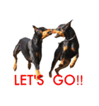 german-pinscher（個別スタンプ：6）