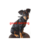 german-pinscher（個別スタンプ：8）