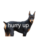 german-pinscher（個別スタンプ：10）