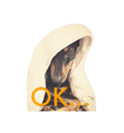 german-pinscher（個別スタンプ：12）