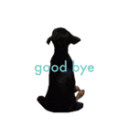 german-pinscher（個別スタンプ：14）