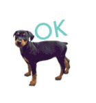 german-pinscher（個別スタンプ：16）