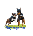german-pinscher（個別スタンプ：19）