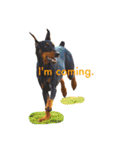 german-pinscher（個別スタンプ：20）