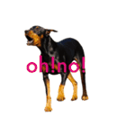 german-pinscher（個別スタンプ：21）