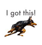german-pinscher（個別スタンプ：22）