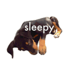 german-pinscher（個別スタンプ：24）