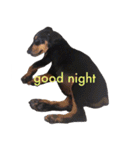 german-pinscher（個別スタンプ：25）