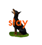 german-pinscher（個別スタンプ：26）