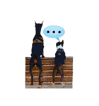 german-pinscher（個別スタンプ：27）