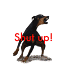 german-pinscher（個別スタンプ：28）