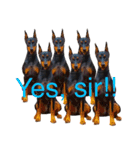german-pinscher（個別スタンプ：29）