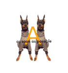 german-pinscher（個別スタンプ：31）