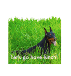 german-pinscher（個別スタンプ：32）