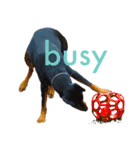 german-pinscher（個別スタンプ：33）