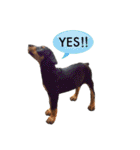 german-pinscher（個別スタンプ：34）