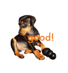 german-pinscher（個別スタンプ：35）