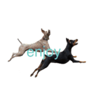 german-pinscher（個別スタンプ：37）