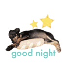 german-pinscher（個別スタンプ：38）
