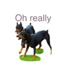 german-pinscher（個別スタンプ：39）
