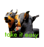 german-pinscher（個別スタンプ：40）