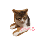 猫が言う（個別スタンプ：1）