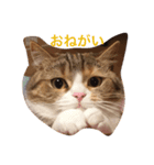 猫が言う（個別スタンプ：2）