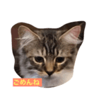 猫が言う（個別スタンプ：3）