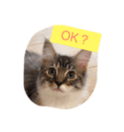 猫が言う（個別スタンプ：4）