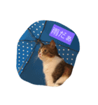 猫が言う（個別スタンプ：5）