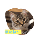 猫が言う（個別スタンプ：6）