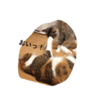 猫が言う（個別スタンプ：7）