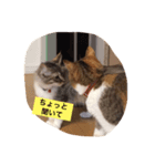 猫が言う（個別スタンプ：8）