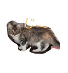 子猫の集い（個別スタンプ：1）